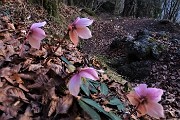 87 Spettacolo di ellebori in fiore